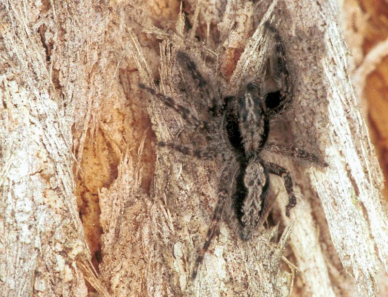 Clynotis_severus_F1665_Z_85_Mt Birangeli state park_Australie.jpg
